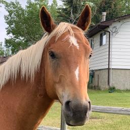 Horse Memphis relaxing at Horse Encounters